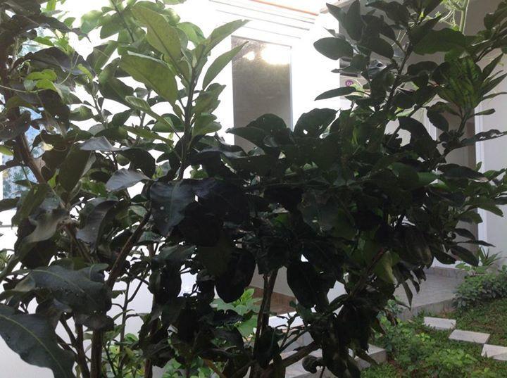 Manh Duyen Garden Homestay Фу Куок Екстериор снимка